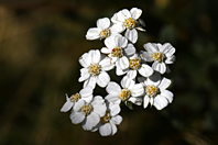 Achillea erba-rotta